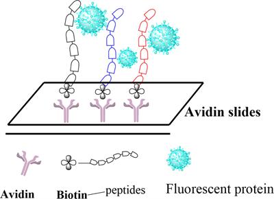 Frontiers | FGFR2–BRD4 Axis Regulates Transcriptional Networks of